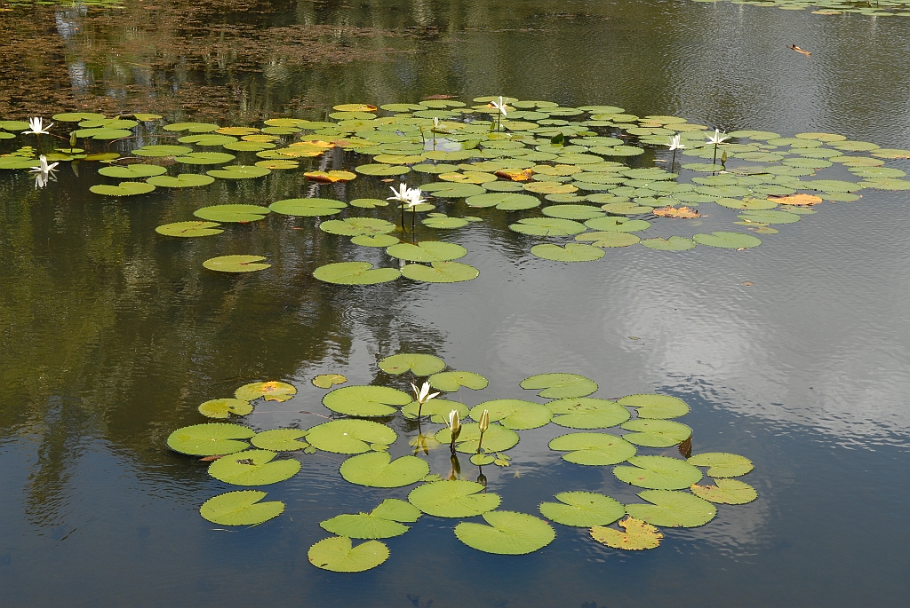 0234 Centenary Lakes.jpg